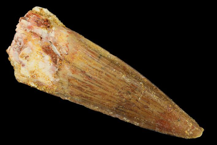 Spinosaurus Tooth - Real Dinosaur Tooth #160667